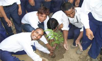 Tree Plantation